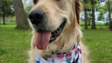 Wine and wag: Cayuga Lake Wine Trail welcoming dogs