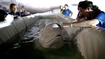 Pareja de belugas es trasladada desde la devastada Járkov en Ucrania a España