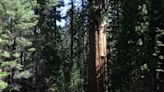 Wildfires threaten California sequoias. Will a new farm bill measure actually help?