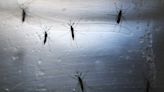 CDC warns of surge in travel-related dengue fever cases in US