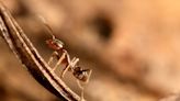 ¿Y si llevamos una hormiga loca en la maleta?