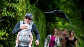 Caws for alarm: Swooping crows descend on passersby as they protect their young