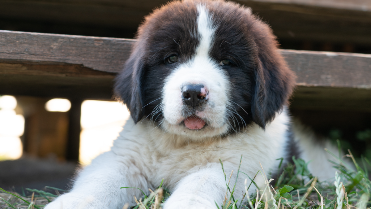 Newfoundland Puppy Gets All Emotional When His Favorite Toy Stops Singing to Him