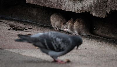 Paris races to control its rat population ahead of Olympics