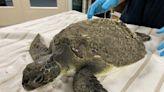 5 sea turtles released back into ocean following rehab at Clearwater Marine Aquarium
