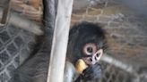 3 Mexican spider monkeys rescued from pet trade, find home in Central Florida