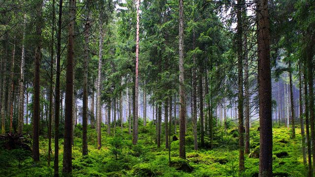 The Western US is Losing Its Carbon Storage Due to Forest Fires