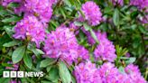 Invading rhododendrons 'choking' native plants - Woodland Trust