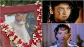 International Cat Day: Raat To Don, How Bollywood's 'Kaali Billi' Lives Nine Lives Of Horror, Tragedy And More