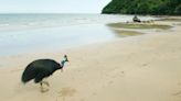 'World's Most Dangerous Bird' Seen Emerging From Ocean in 'Astonishing' Video Footage