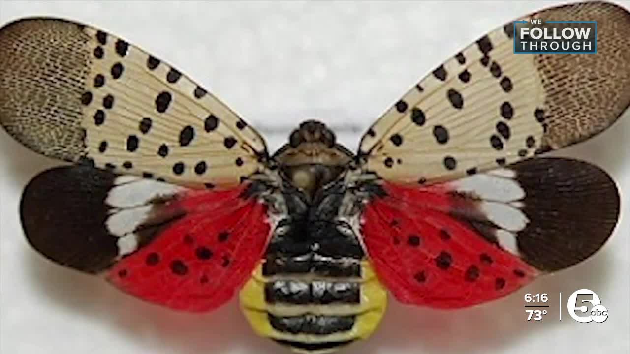 They're back! Spotted lanternflies found in Rocky River
