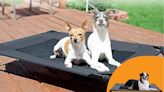 This Elevated Outdoor Bed Is My Dog’s Favorite Place to Nap in the Summer, and It’s Up to 54% Off