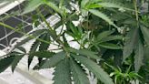 Tour Macon’s new Fine Fettle Georgia medical cannabis plant