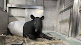 日本馬來貘｢英雄｣運輸抵台無生命跡象 橫濱動物園2歲慶生照成遺照