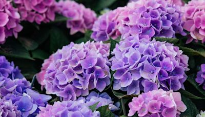 Keep hydrangeas flowers blooming all year with simple homemade feed