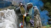 Mudança climática ameaça coleta e alavanca preço de 'mel alucinógeno' do Himalaia, sensação na web; entenda