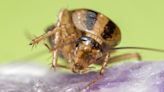 Genetics reveals surprising origin of the German cockroach