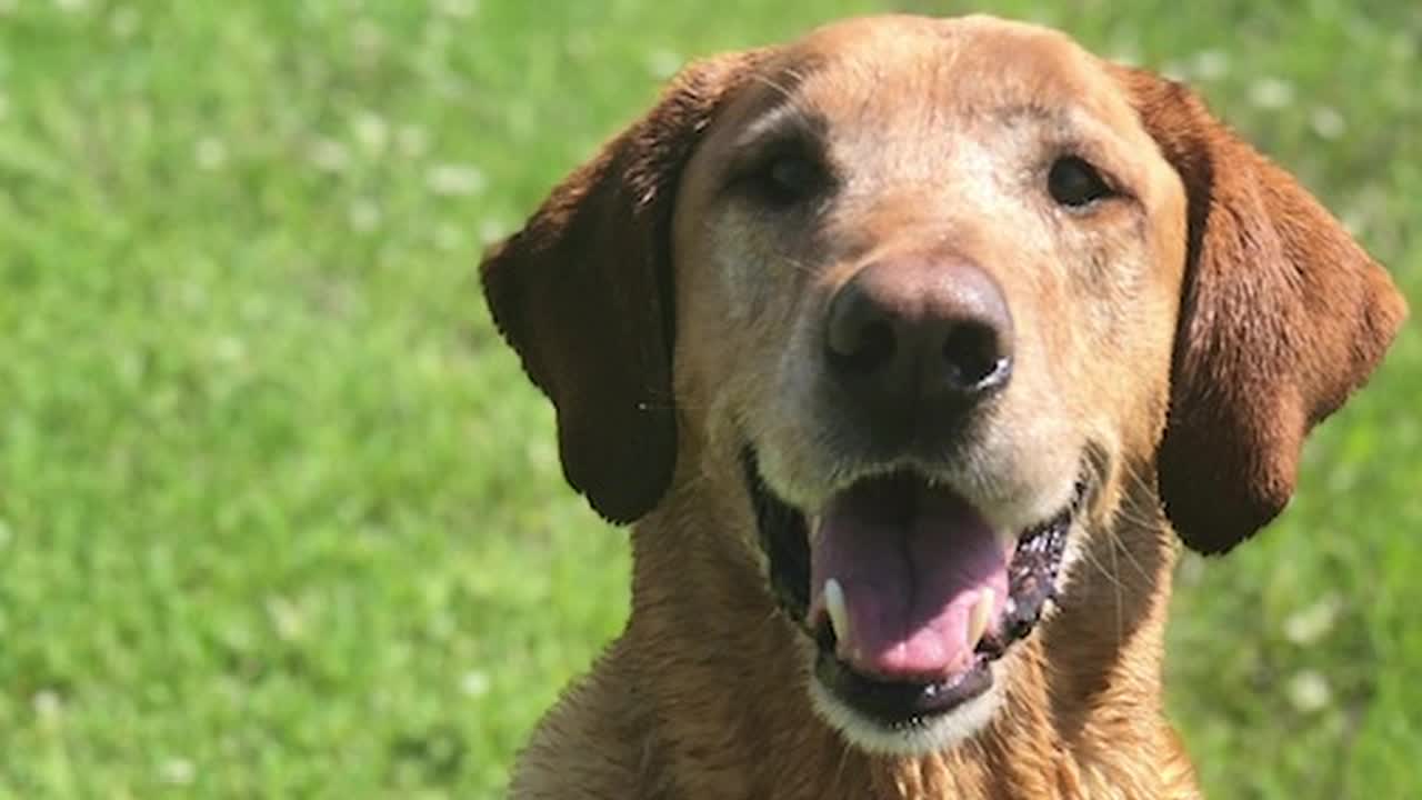 Denton animal shelter failed to consult vet before euthanizing man's dog, city admits