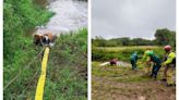 Cow in danger of drowning in River Weaver hauled to safety by specialist firefighters