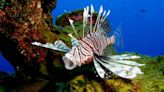 11 fish found in stomach of a single invasive lionfish caught off Texas, NOAA says