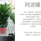 心栽花坊-阿波羅千年木/太陽神/5吋/觀葉植物/室內植物/綠化植物/售價150特價120
