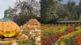 Ruta del Maíz en Tijuana destaca a nivel nacional por su belleza y decoraciones