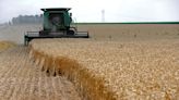 Los futuros de la soja y el maíz bajan a mínimos de una semana; el trigo también cae