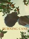 Burning Cane