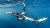 Así es nadar con tiburones en aguas de Bermeo