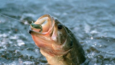 Smallmouth bass records have fallen repeatedly in recent years. Here's why