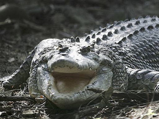 Remains of girl, 12, found after fatal crocodile attack in remote northern Australia