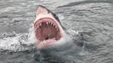 Shark attacks climbed in 2023, and Jersey Shore saw its first bite in over 10 years