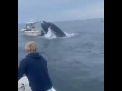 Video shows whale capsizing boat off NH coast