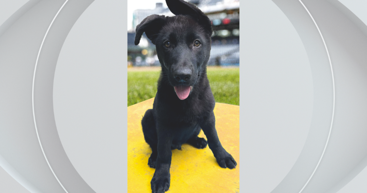 Pittsburgh Pirates need help naming new team dog