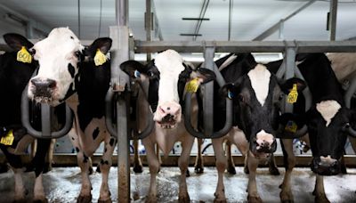 Kansas starting voluntary testing for bird flu at dairy farms