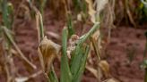 Worst Drought in Four Decades Cuts Zimbabwean Corn Crop by 72%