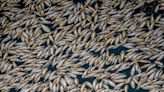 Australia empieza la retirada de "millones" de peces muertos en un río