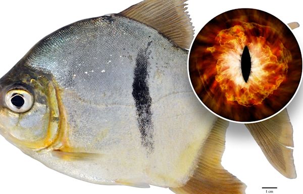 New fish species with human-like teeth named after popular movie villain