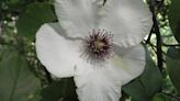 Mystery Plant: Coastal plain species notable for its showy white flowers