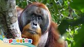 Meet the orangutan who seems to have a surprisingly decent grasp on first-aid