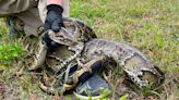 'Resilient' Python Invasion in Florida Could Be 'Impossible' to Stop, U.S Officials Say