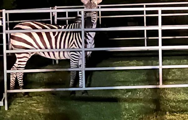 After six days, North Bend zebra finally corralled, but method questioned by locals