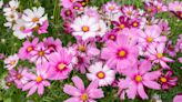 20 Pink Flowers That Will Add Timeless Elegance to Your Garden