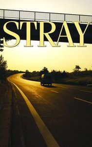 Stray