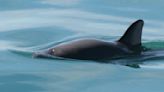 Mexico expedition sights only 6 to 8 vaquita porpoises, the most endangered marine mammal