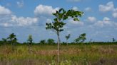 Pongamia trees grow where citrus once flourished, offering renewable energy and plant-based protein