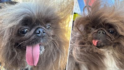 The ‘World’s Ugliest Dog’ contest has announced its 2024 winner