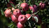 How do you like them apples? Here are some u-pick spots at the Jersey Shore