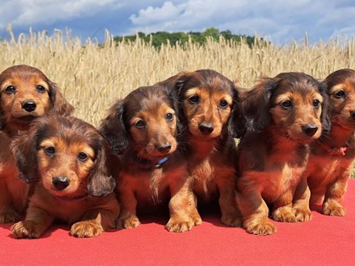 Dachshunds under threat as Germany proposes ban on breeding