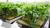 Production of cannabis ramps up at Yellow Springs facility - Dayton Business Journal